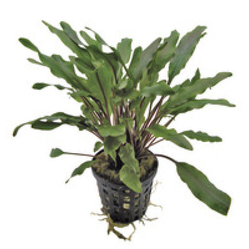 6x Cryptocoryne Undulatus green